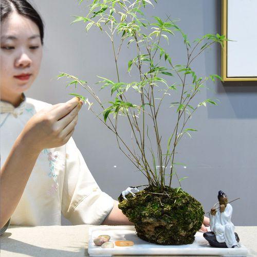 竹类绿化苗木品种大全