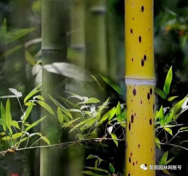 园林竹品种，多样性与应用