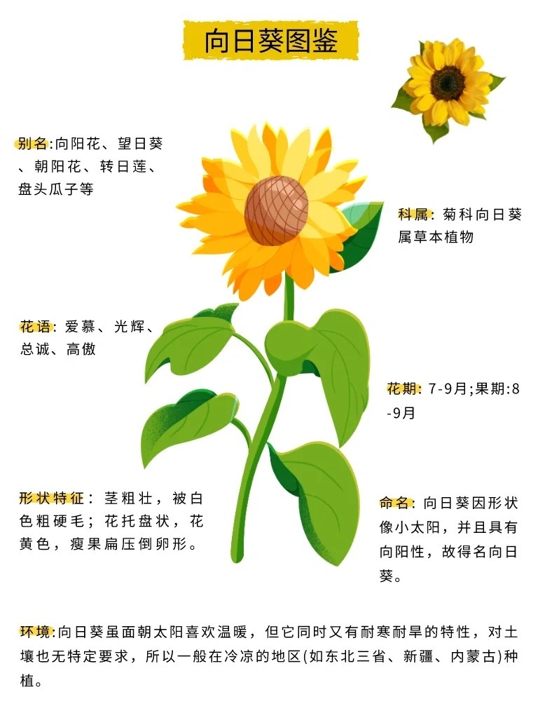 向日葵品种的价格及其多样性
