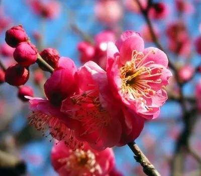 梅花优良品种，历史、特点与鉴赏价值
