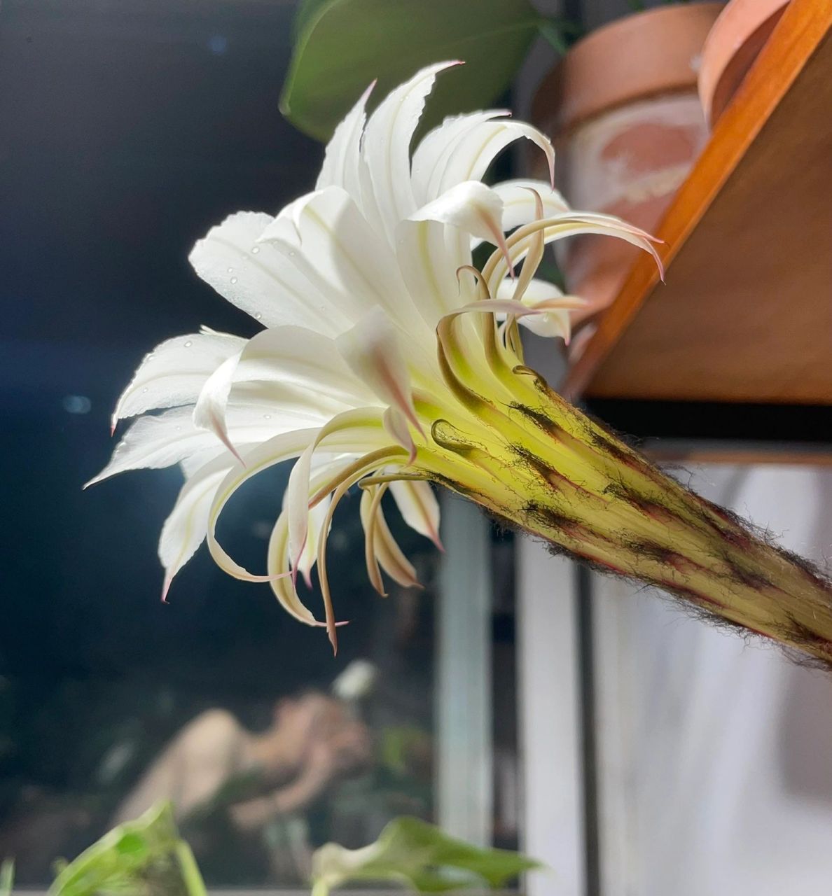 植物天鹅蛋花的食用方法与美味体验