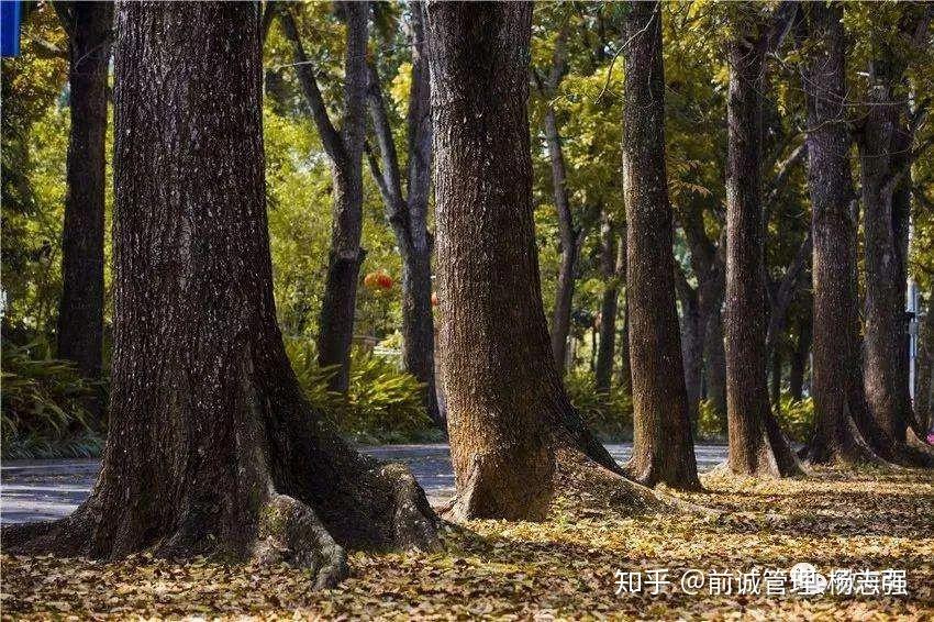 冠木品种，多样性与独特魅力