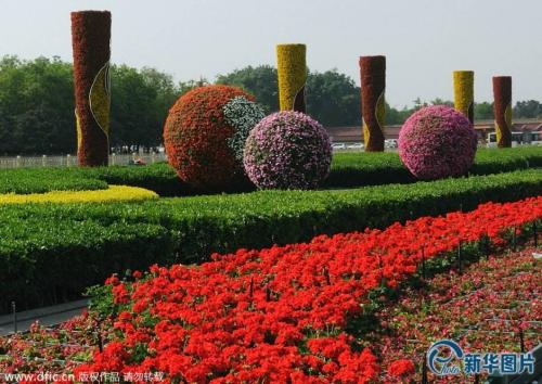 北京元旦花坛花卉品种，绽放的节日盛宴