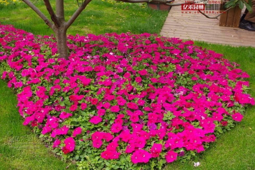 常用的花镜植物品种