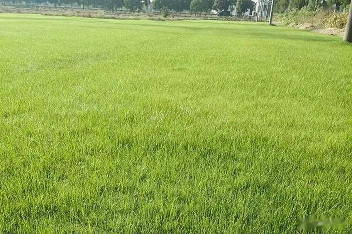 冬季不枯黄的草坪草品种，探究其特性与优势