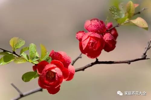 贴干海棠品种，美丽与坚韧的象征